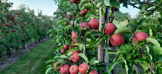 Appels_appelboom_fruitbomen