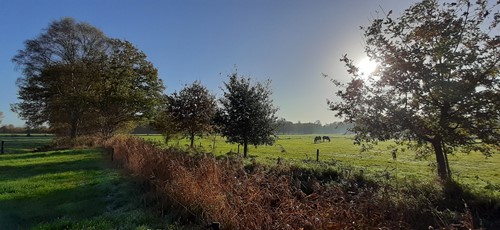 Houtwal_ondergaande zon_Brummen 2