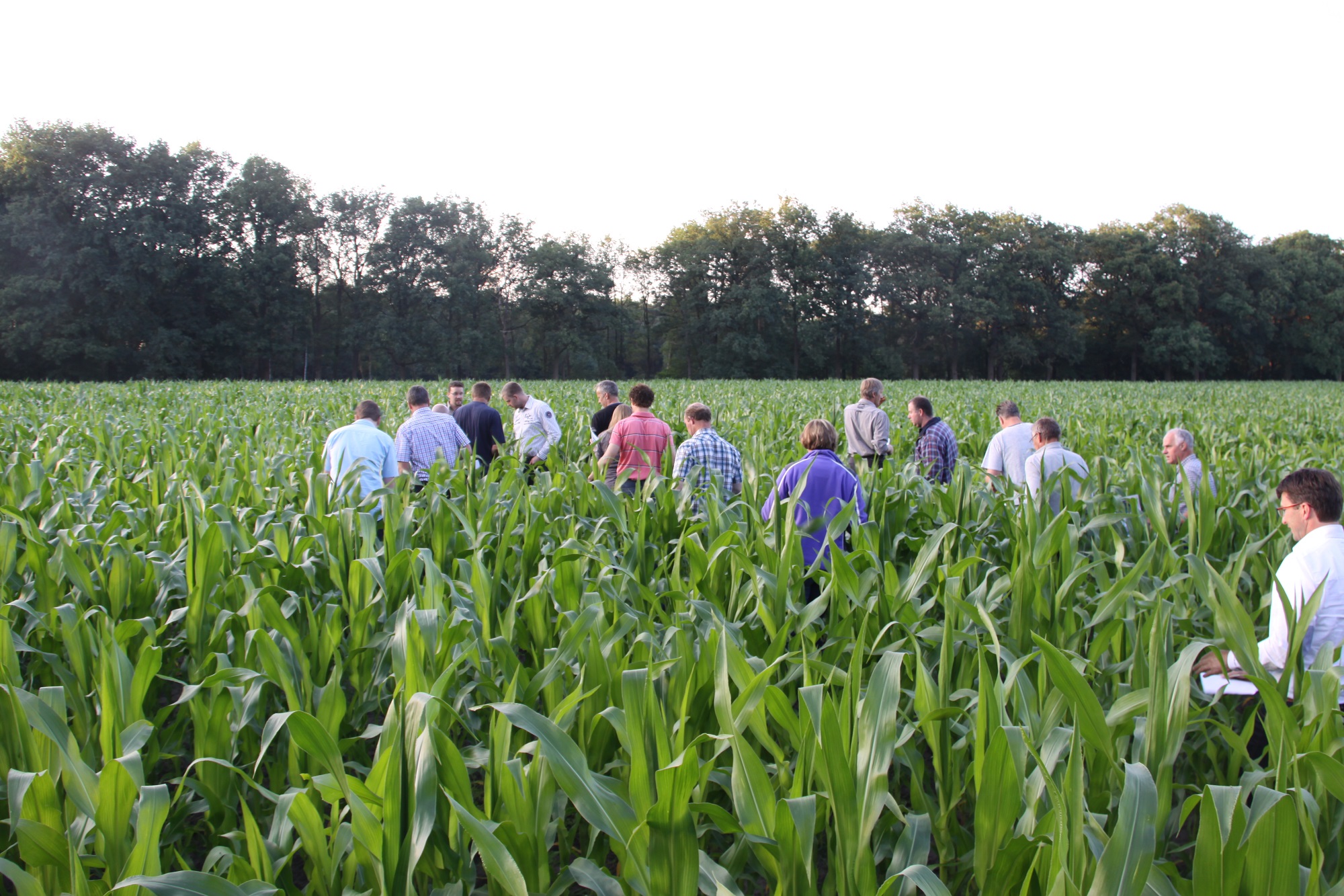 Headerbedrijfsplana_mais