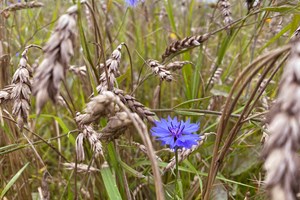 Korenbloem Tarwe Liggend