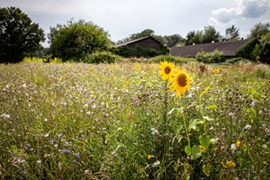 Zonnebloemen Bloemrijk