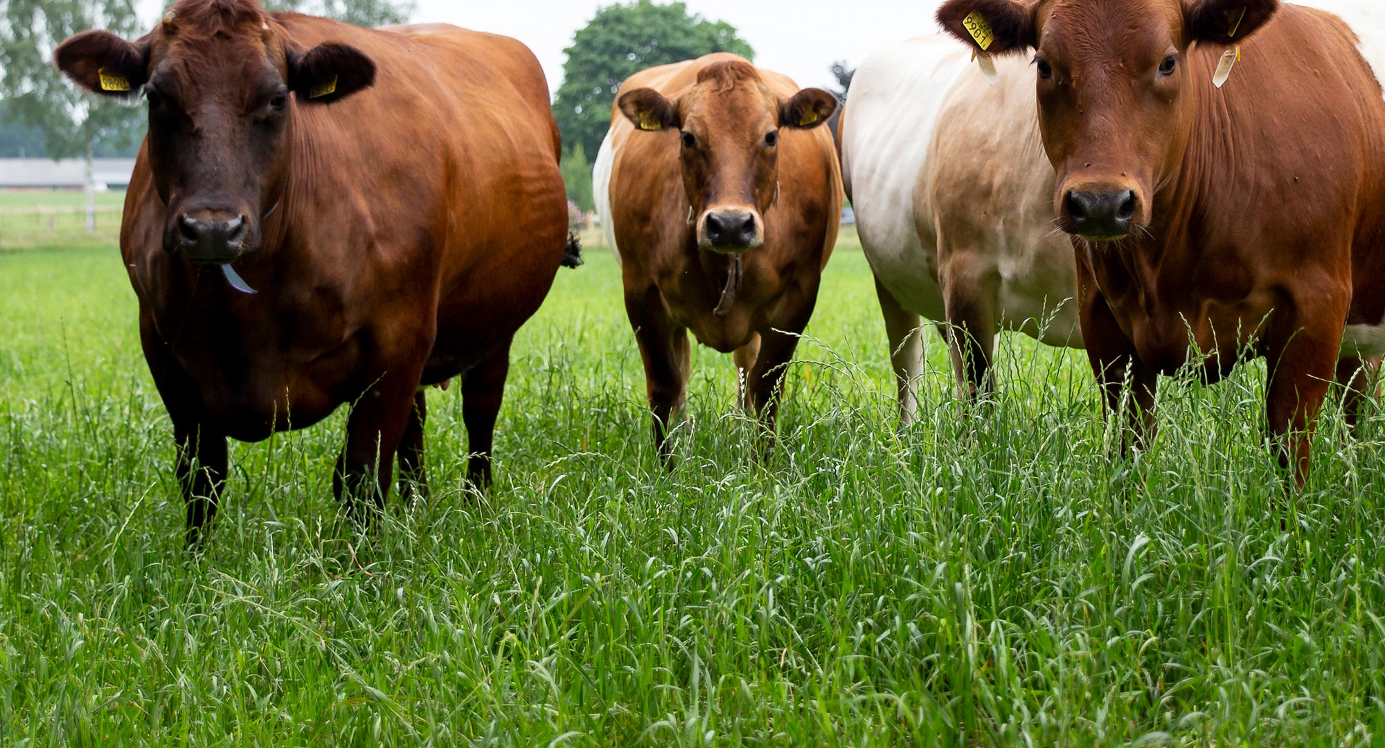 GNMF Bertus Oldenhave Hoge Resolutie 8627 (Fotograaf Annemieke Kok)