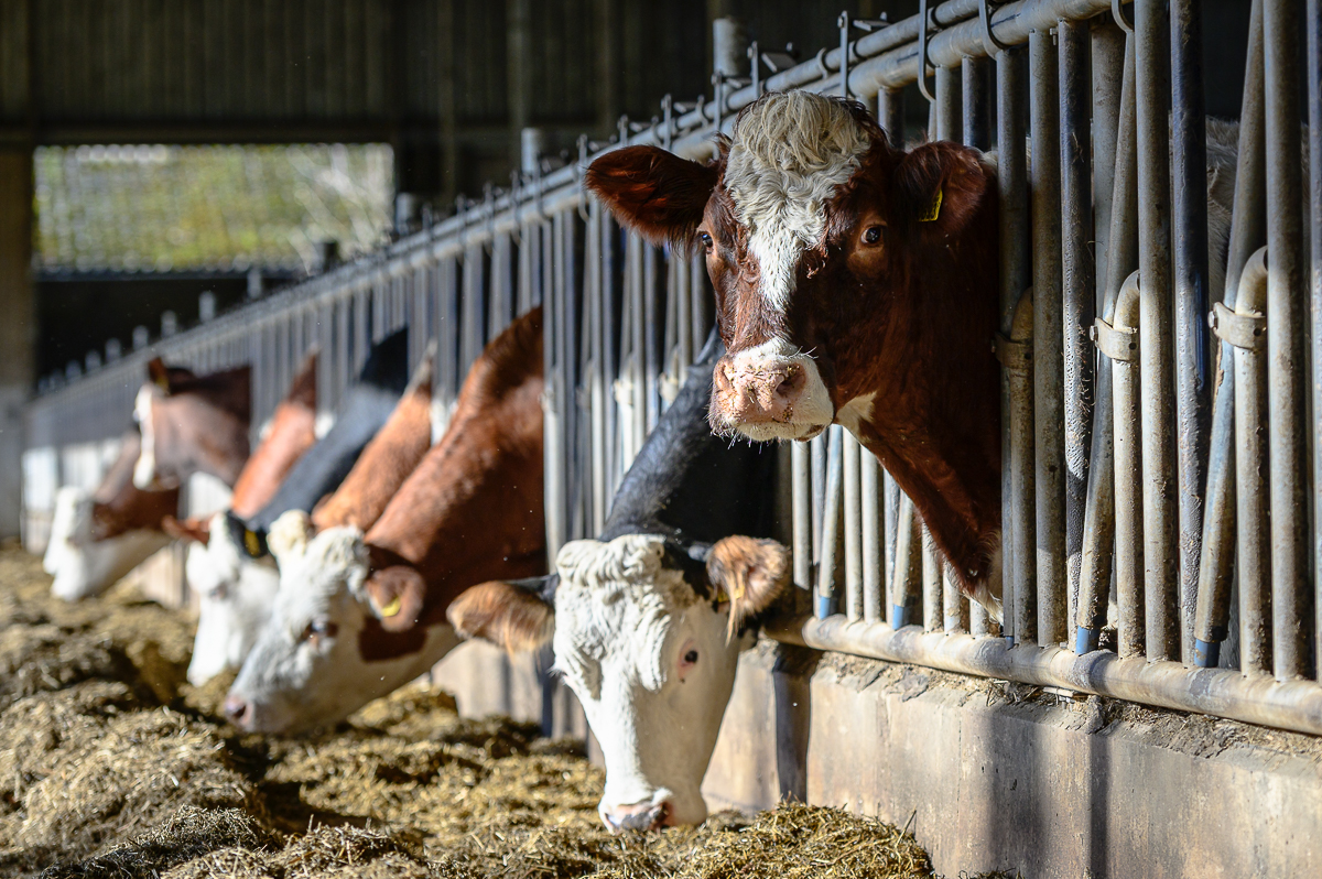 Stichting Landschapsbeheer Gelderland Website 54