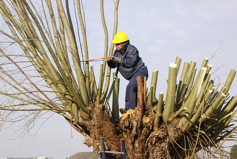 Platdorm Natuurinclusieve Landbouw Boom Knotten