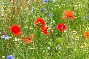 Banner_bloemrijk_klaproos_korenbloem