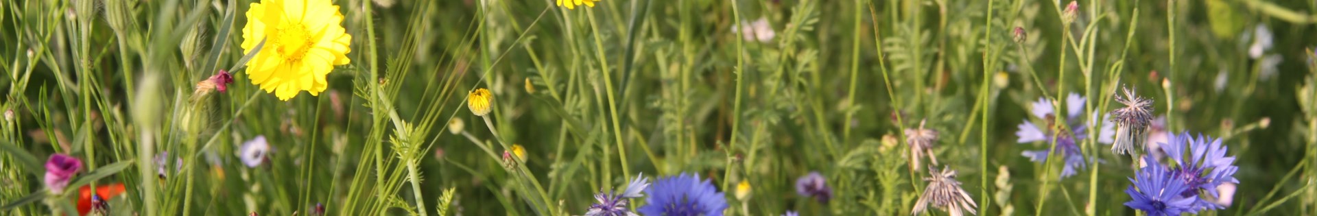 Header_bloemrijk