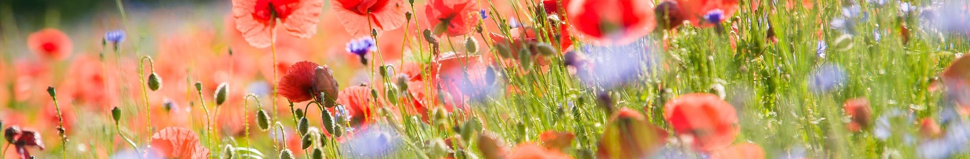 Bloemrijk_klaproos_korenbloem