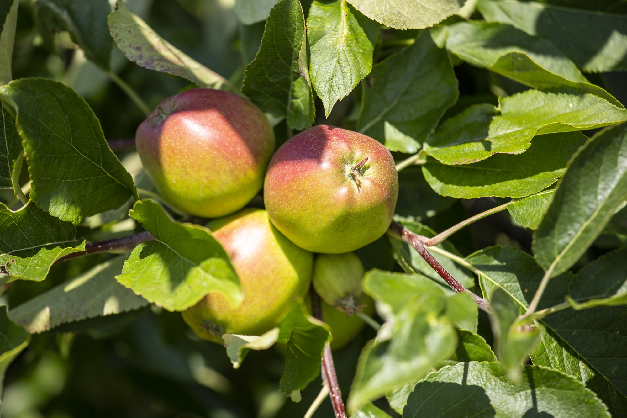 GNMF De Haan Lores 5550Laag