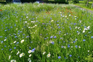 korenbloem_margriet_bloemrijk