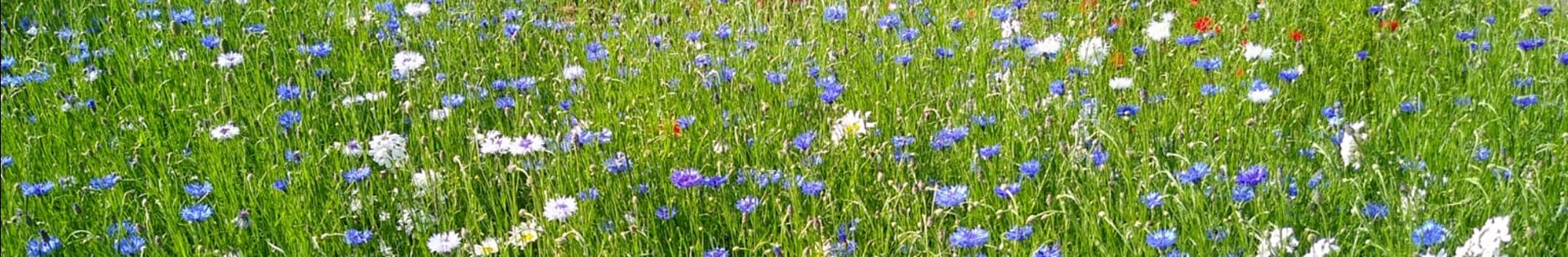 korenbloem_margriet_bloemrijk
