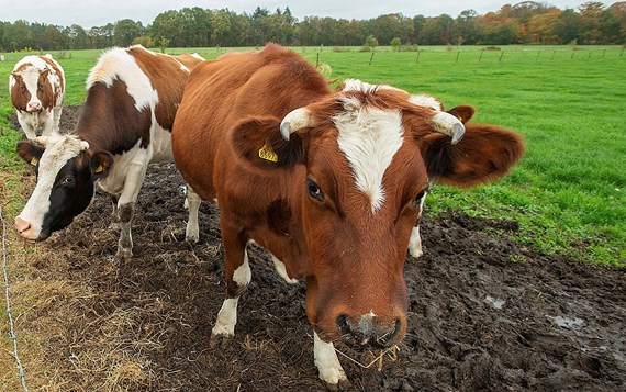 Koeien_Grote Belangstelling Webinars Natuurinclusieve Landbouw