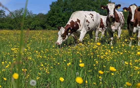Koe In Bloemrijk Gras