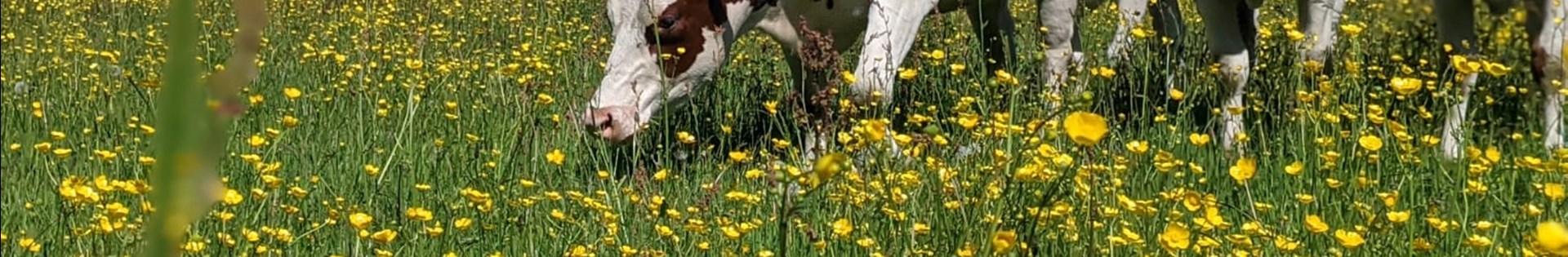 Koe In Bloemrijk Gras