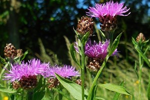Bloem_Knoopkruid_Saxifraga_Ed Stikvoort
