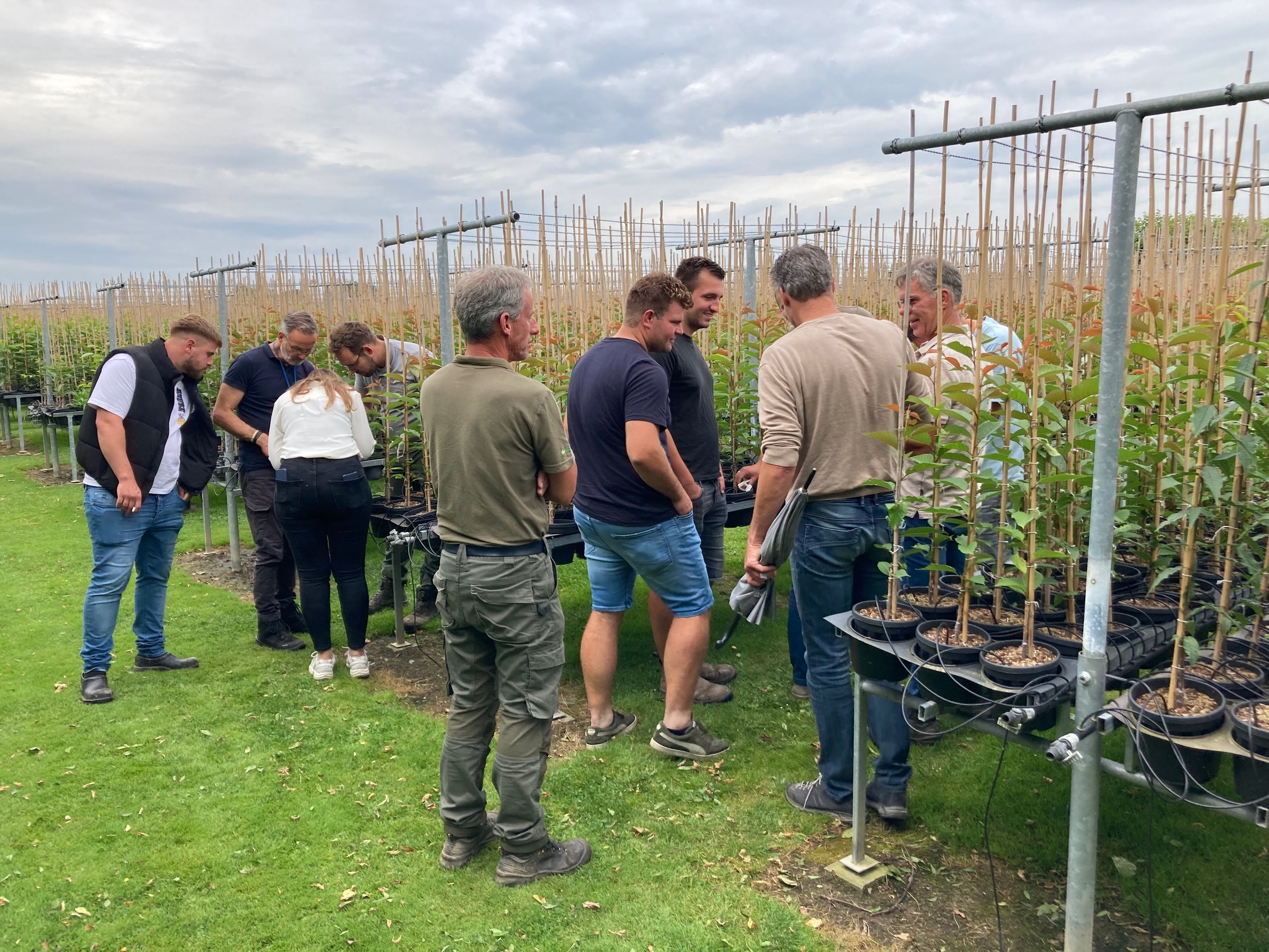 Monitoring Insecten In Kwekerij Juli 2024