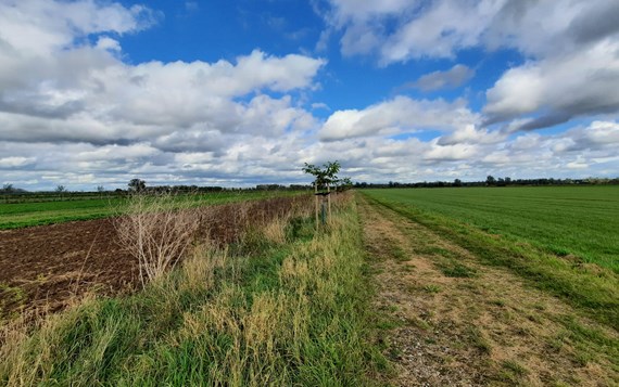 Notenbomen