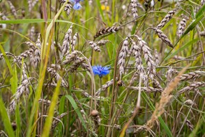 Korenbloem Tarwe Liggend2