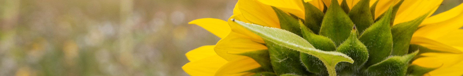Zonnebloem Op De Rug