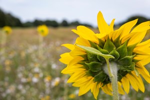 Zonnebloem Op De Rug