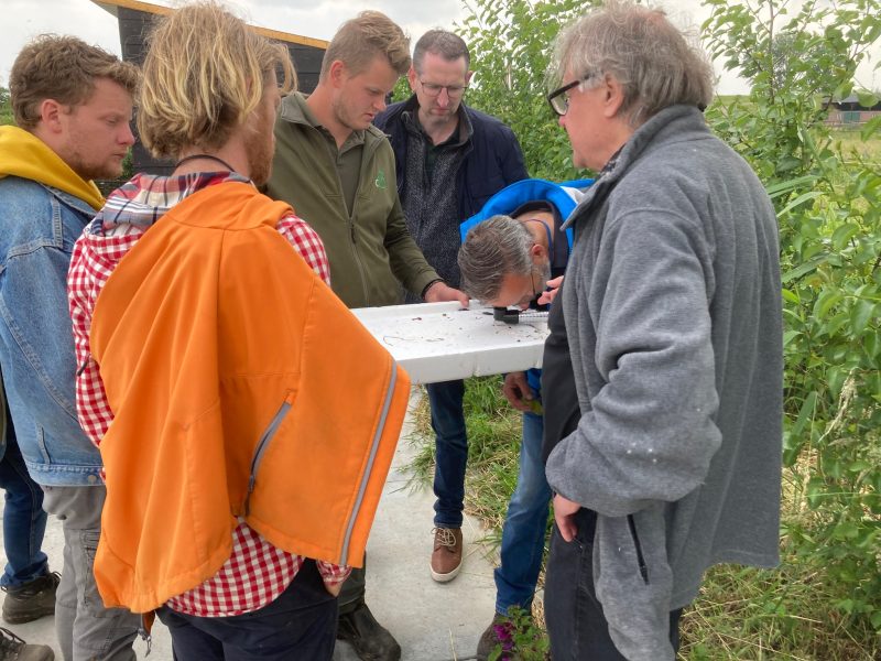 Zoeken Naar Insecten 800X600