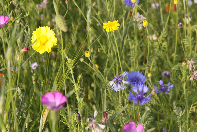 Platdorm Natuurinclusieve Landbouw Veldbloemen
