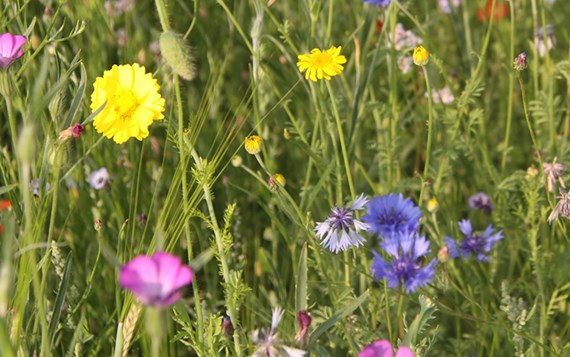 Platdorm Natuurinclusieve Landbouw Veldbloemen