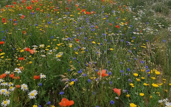 Bloemrijke Akkerranden3