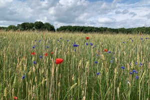 Graanteelt Chemievrij 1 Gelderland