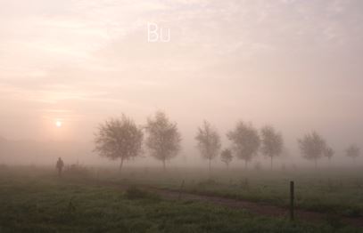 Mist_weiland_jonge bomenrij