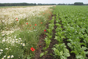 Groente_akkerbouw_bloemen_klaproos_voedsel
