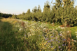 Fruit_fruitbomen_bloemen