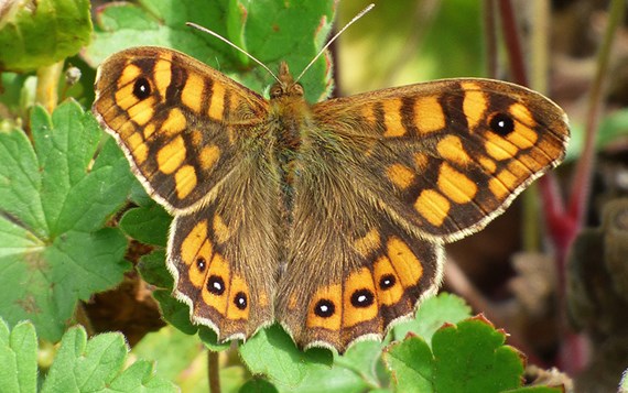 Platdorm Natuurinclusieve Landbouw Landschap Argusvlinder
