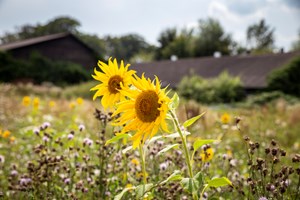 Zonnebloemen Liggend