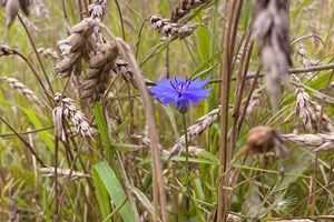 Korenbloem Tarwe Staand