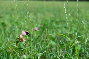 Kruidenrijk Grasland Klaver 1536X1025