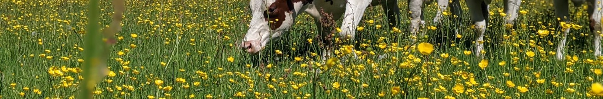 Koe In Bloemrijk Gras