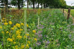 Bloemrijk_rand weiland
