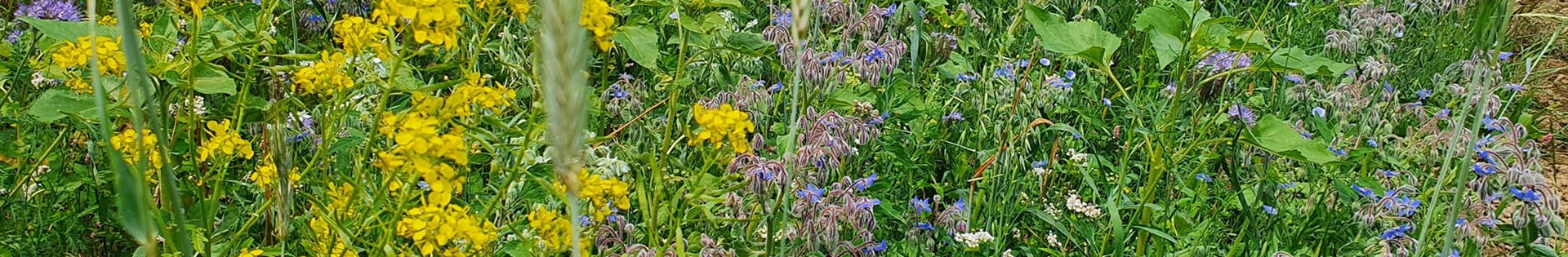 Bloemrijk_rand weiland