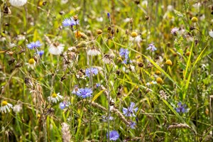 Korenbloemen In Het Veld