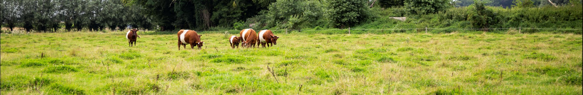 Weiland_koeien_Arjen1