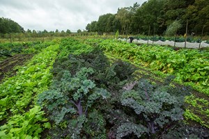 Groente_Webinar Voor Boeren