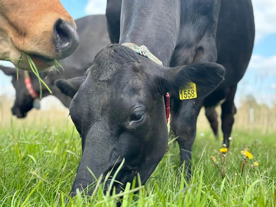 485741993 1070923745080764 1436472694102472613 N