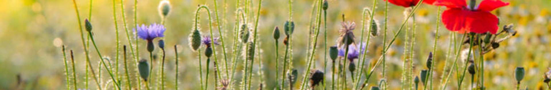 Bloemrijke Akkerranden Web1 768X549