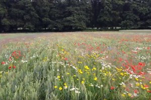 Bloemen_bloemrijk grasland