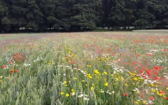 Bloemen_bloemrijk grasland