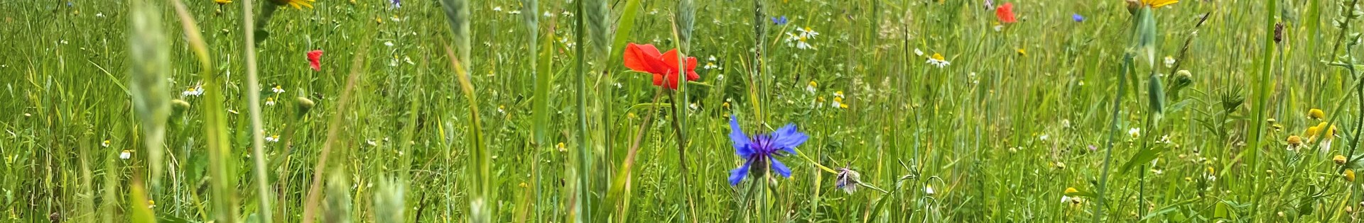 Kruidenrijke Akker Landgoed Kernhem