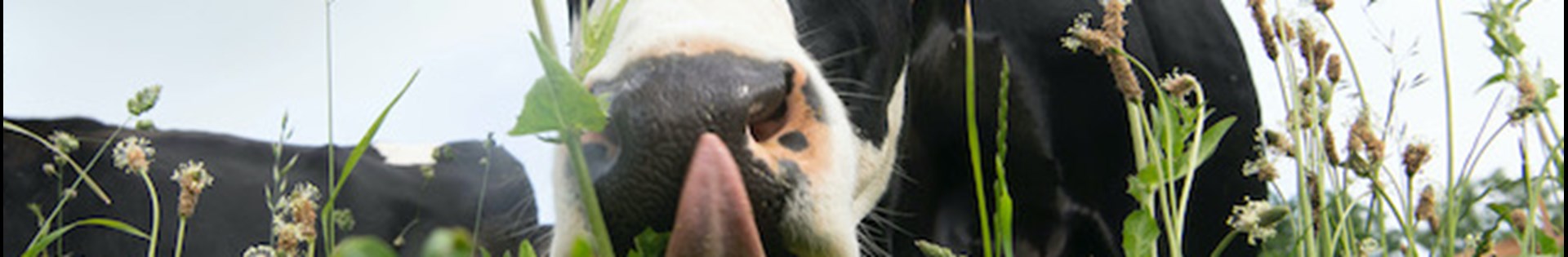 Peter Oosterhof Koe Kruiden 667X473 1 (1)