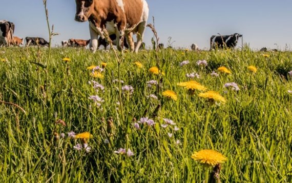 Natuurinclusief Met Koeien