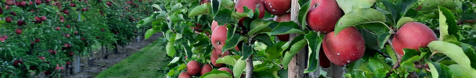 Appels_appelboom_fruitbomen