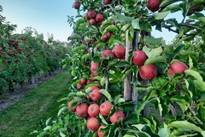 Appels_appelboom_fruitbomen